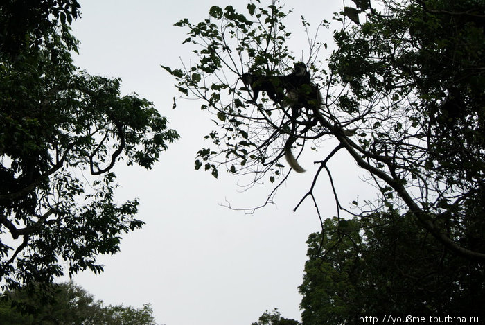 кучкуются Рвензори Маунтинс Национальный Парк, Уганда