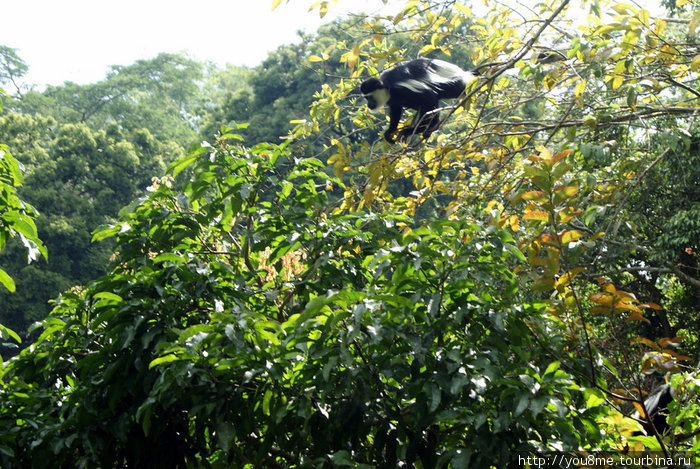 обезьян Рвензори Маунтинс Национальный Парк, Уганда