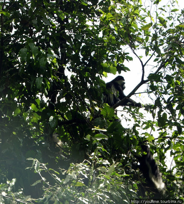 еще один в зелени Рвензори Маунтинс Национальный Парк, Уганда