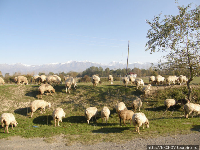Барашки Апшеронский район, Азербайджан