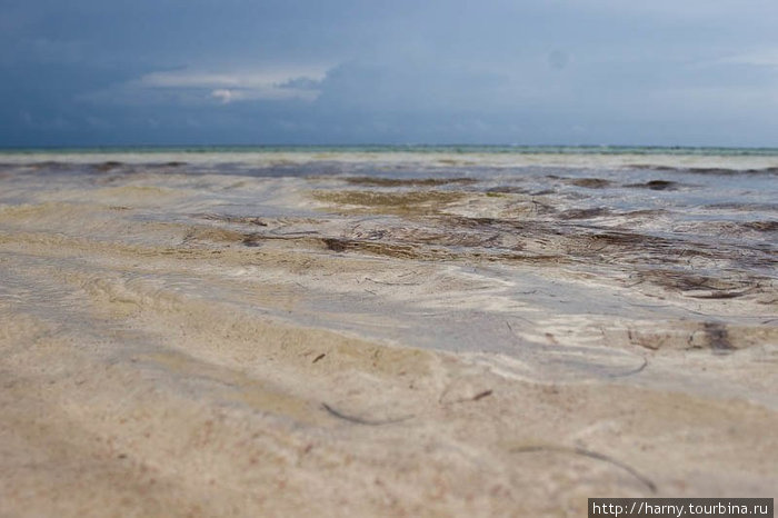 В сером море болтаются какие-то водоросли. Доминиканская Республика
