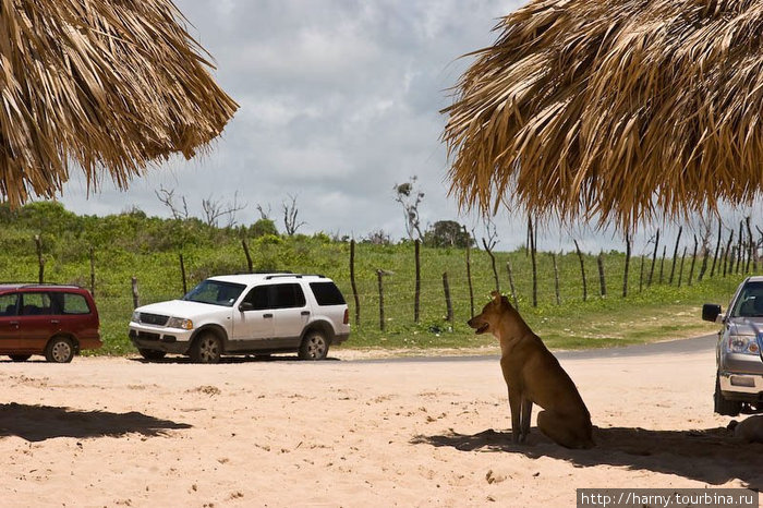 Собачки скрываются от солнца под зонтиками. Доминиканская Республика