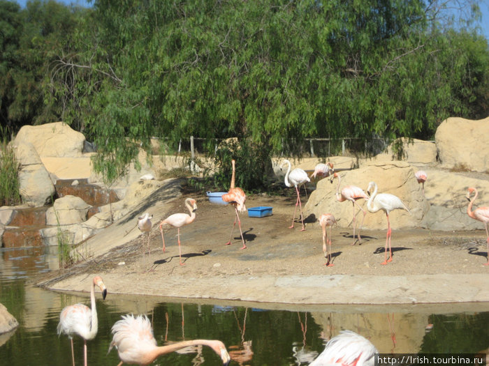 Зоопарк Фригия Хаммамет, Тунис
