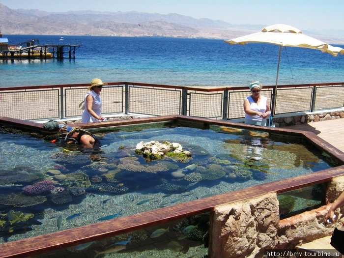 Бассейн с водолазом. Эйлат, Израиль