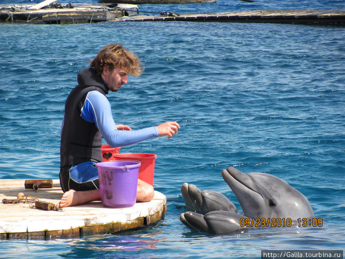Кормление дельфинов. Эйлат, Израиль