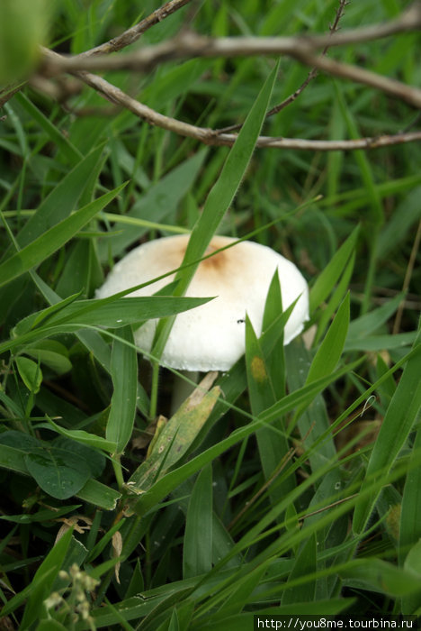 гриб Рвензори Маунтинс Национальный Парк, Уганда
