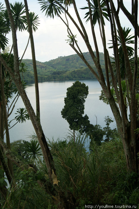 пальмы над озером Рвензори Маунтинс Национальный Парк, Уганда