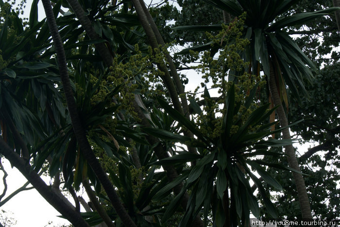 в кронах пальм Рвензори Маунтинс Национальный Парк, Уганда