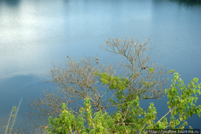 и маленькие желтые птички живут здесь Рвензори Маунтинс Национальный Парк, Уганда