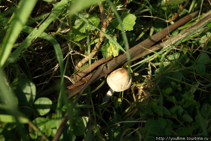 грибочек в траве Рвензори Маунтинс Национальный Парк, Уганда