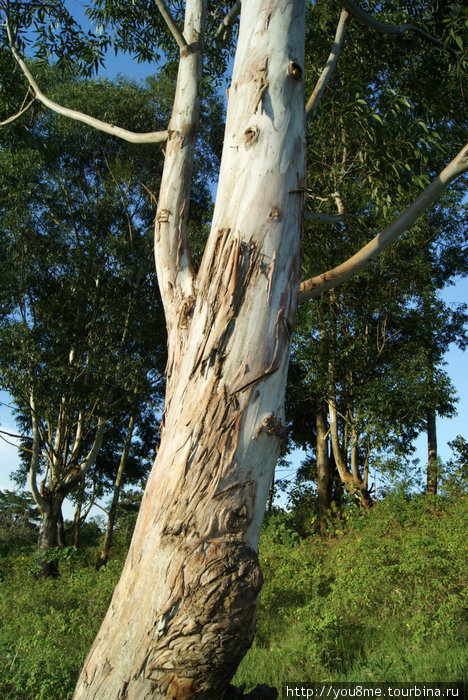 дерево без коры Рвензори Маунтинс Национальный Парк, Уганда