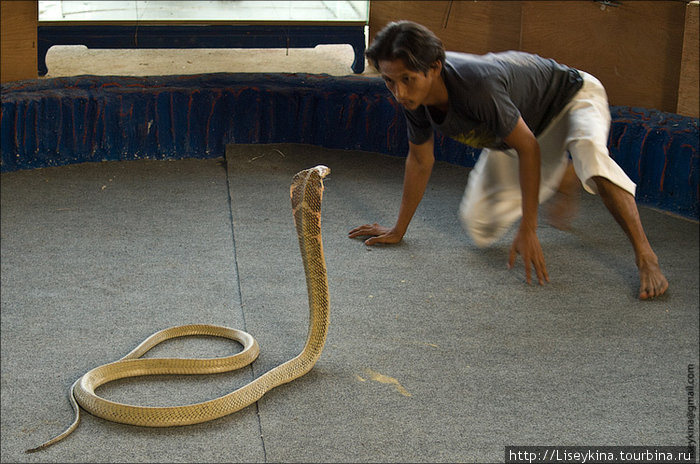 Шоу змей Остров Ланта, Таиланд