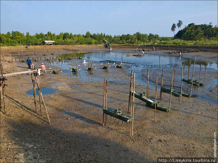 Ферма по выращиванию креветок Остров Ланта, Таиланд