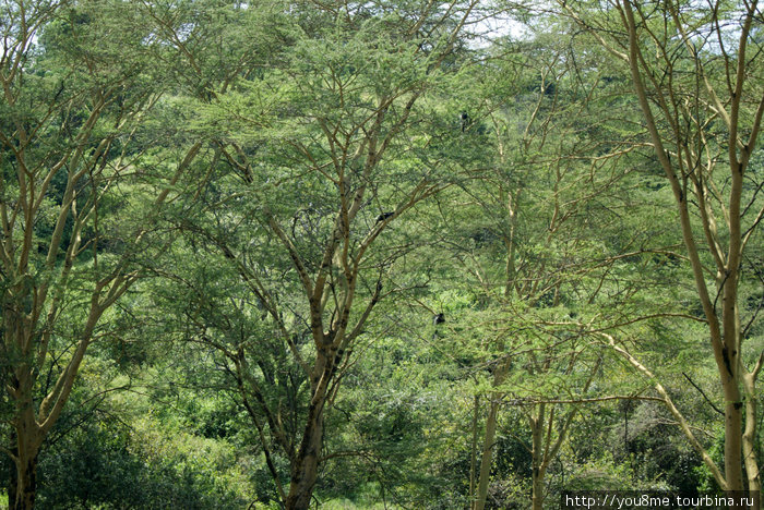 на деревьях синие обезьяны Накуру, Кения