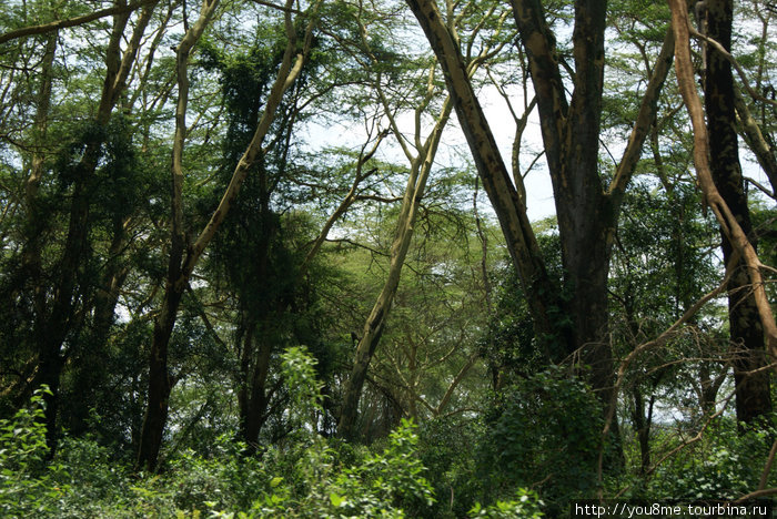 сказочный лес Накуру, Кения