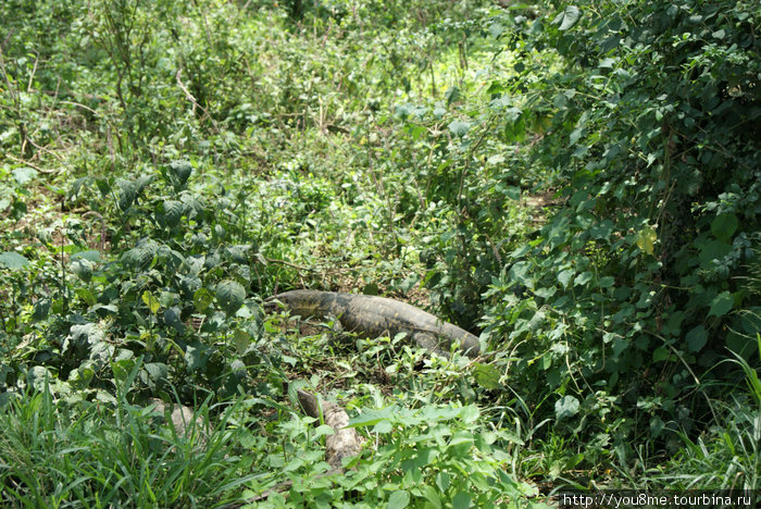 длинное зеленое тело Накуру, Кения