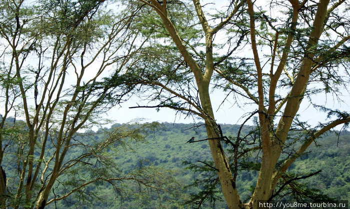 птицы в кронах деревьев Накуру, Кения