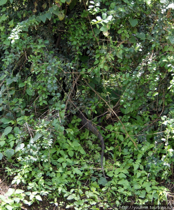 хвост из кустов Накуру, Кения