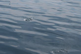 Шум двигателя парома отпугивает рыбу, смотря на море, интересно наблюдать за полётами летающих рыб