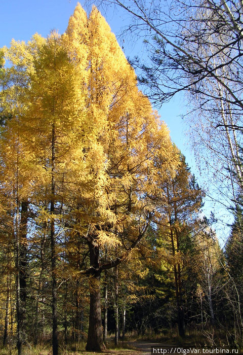 Вековые лиственницы Нижние Серги, Россия