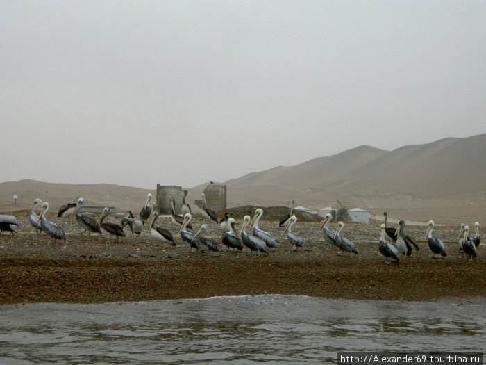 Первые встретившиеся на пути птички. По-моему, пеликаны. Регион Ика, Перу