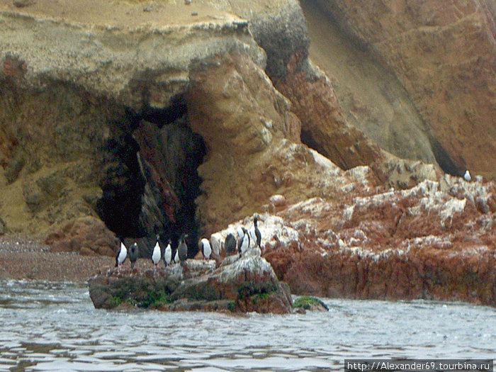 А вот и коренные жители Антарктиды — пингвины. Эк куда забрались, чуть ли не до экватора. Регион Ика, Перу