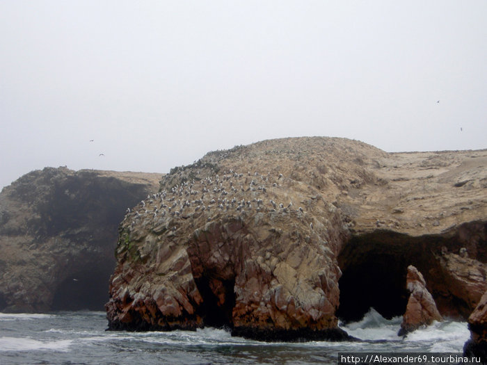 Все скалы усеяны птиччьими колониями Регион Ика, Перу