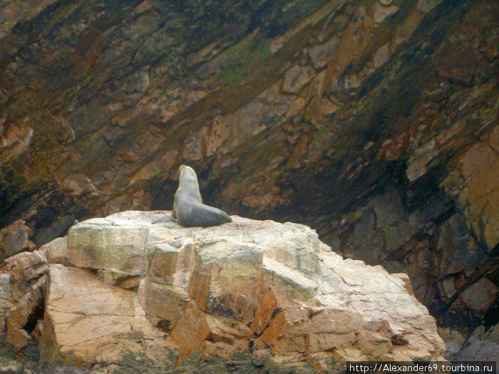 Еще один представитель арктический широт — то ли котик, то ли тюлень. Регион Ика, Перу