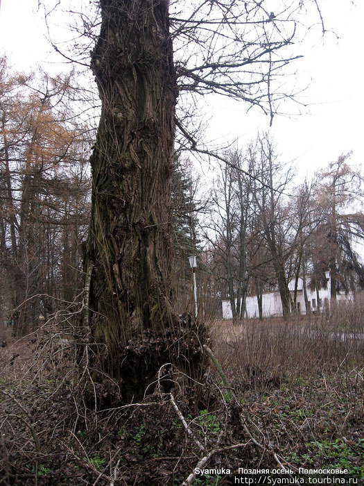 Старый дуб на территории усадьбы. Красногорск, Россия