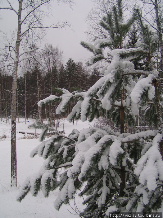 Лес в снегу Пункахарью, Финляндия