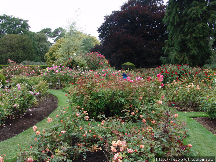 Буйство роз в Ботаническом саду в Крайстчёрче. Новая Зеландия
