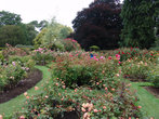 Буйство роз в Ботаническом саду в Крайстчёрче.