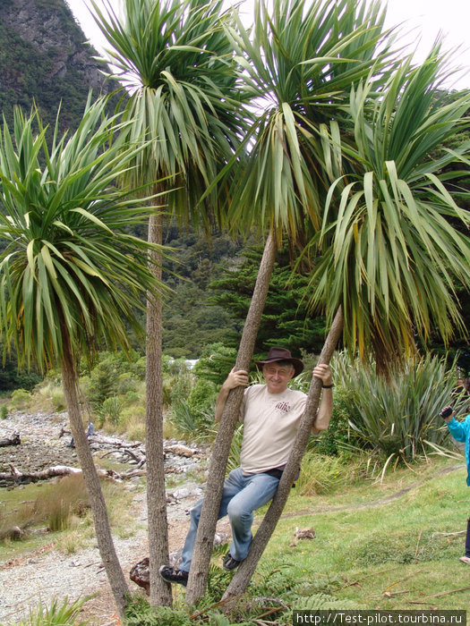 Кэбэч три — капустное дерево. Хотя какое это кэбэч три ? — это кэбэч четыре! Новая Зеландия