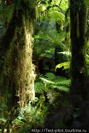 Рейн Форест. Светящиеся на солнце зеленые кружева постепенно достигают земли и врастают в нее Новая Зеландия