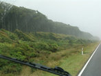Дорога идет вдоль побережья Тасманова моря. Слева заросли мануки (пониже) и кануки — второй ярус.  Это чисто новозеландские растения.