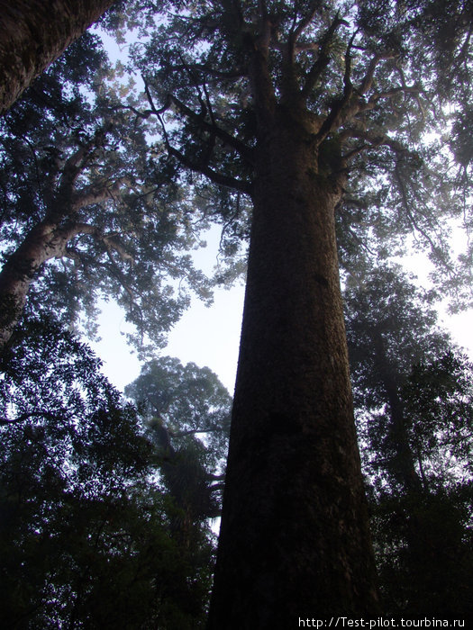 Новозеландское каури — вечнозелёное дерево, обычно не выше 30 — 50 м и обхватом ствола до 16 метров. Самое большое дерево с собственным именем Танэ Махута («Бог леса» или «Властелин леса») Новая Зеландия