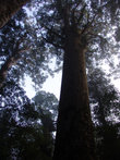 Новозеландское каури — вечнозелёное дерево, обычно не выше 30 — 50 м и обхватом ствола до 16 метров. Самое большое дерево с собственным именем Танэ Махута («Бог леса» или «Властелин леса»)