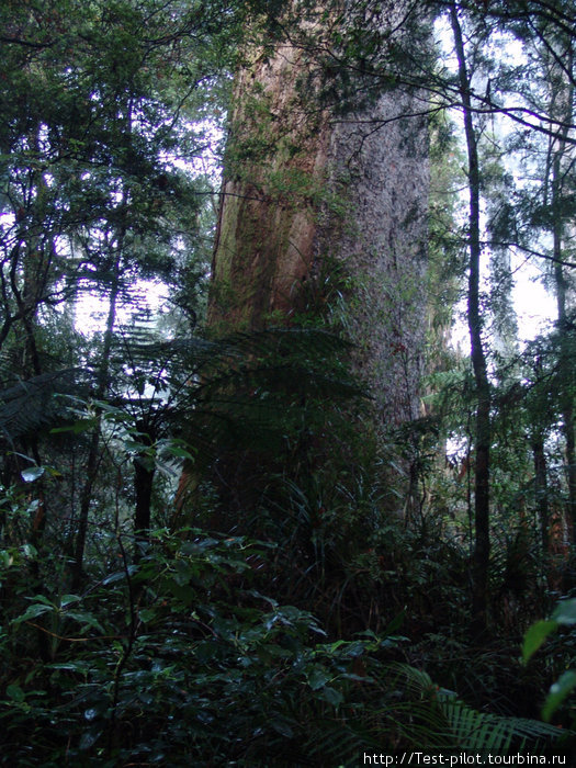 А это знаменитые каури. Некоторые имеют имена собственные, например, Танэ Махута — Властелин леса. Ему 2000 лет. Новая Зеландия