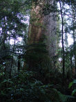 А это знаменитые каури. Некоторые имеют имена собственные, например, Танэ Махута — Властелин леса. Ему 2000 лет.