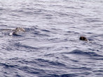 По пути домой встретилив океане морских котиков