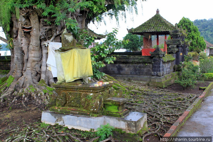 Под священным деревом Бали, Индонезия
