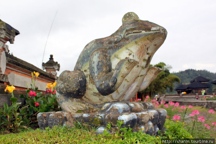 Гигантская лягушка Бали, Индонезия