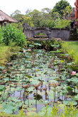 Заросший лотосами пруд в храме Таман Аюн