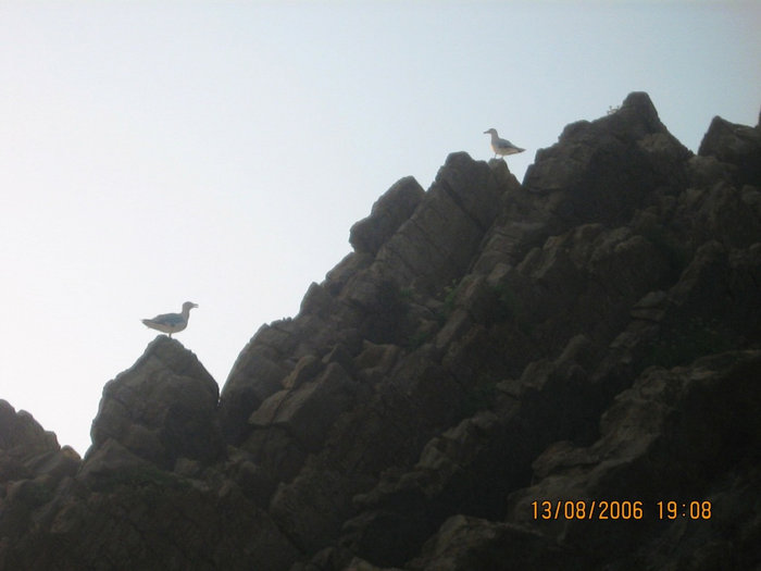 Птицы на скале.
