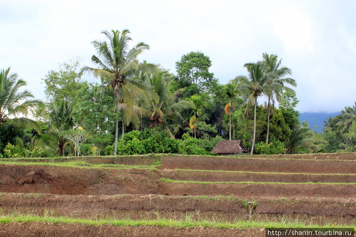 Террасы и рисовые чеки Бали, Индонезия