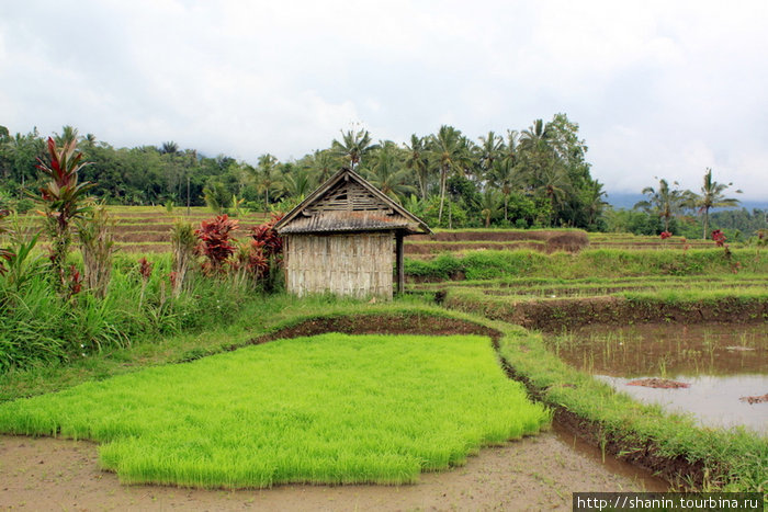 Террасы и рисовые чеки Бали, Индонезия