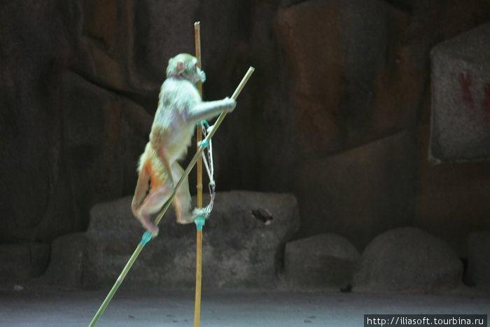 В гостях у обезьянок Санья, Китай