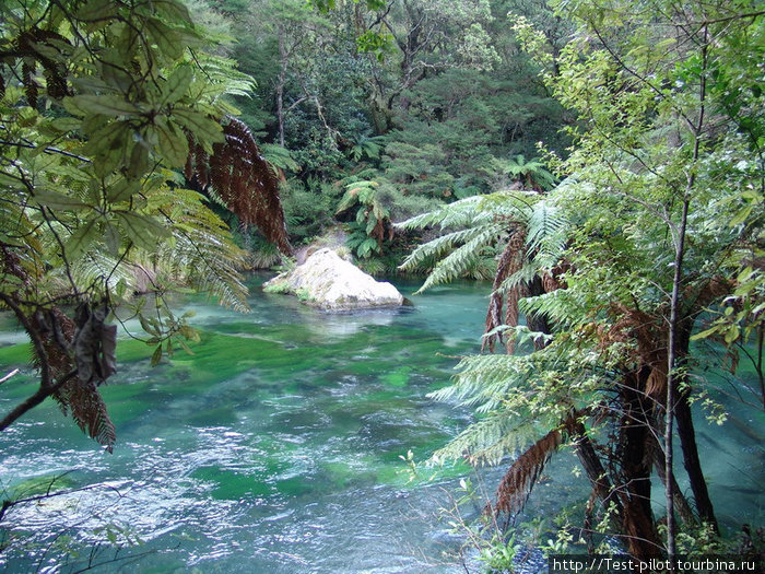 Река Таравера с берегами, поросшими древовидным серебристым папоротником Новая Зеландия