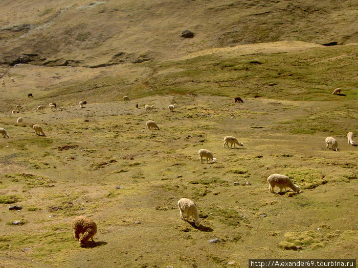 Стада пасущихся лам обычное дело Регион Куско, Перу