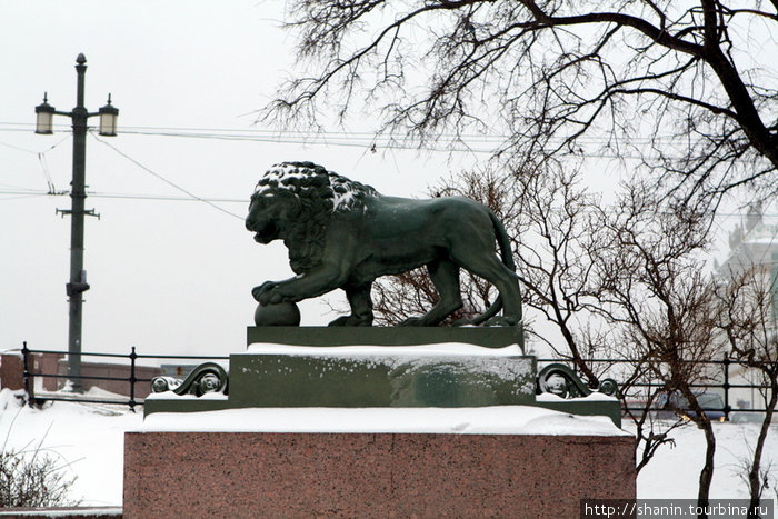 Лев Санкт-Петербург, Россия